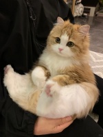 遵循科学喂养原则，为猫咪提供均衡营养饮食，守护猫咪健康成长