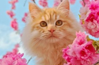 2026 月度鲜肉罐头测评 80%+ 含水量，玻璃胃猫咪优选