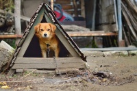 狗窝放在家里什么位置最好 摆放狗窝要了解哪些风水禁忌→榜中榜知识