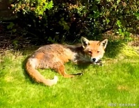 女孩捡到一只狐狸，当宠物养了6年，送去检查后医生：这不是狐狸