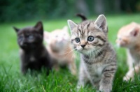 2026年3月猫咪毛球症克星实测：猫草片vs化毛膏精准选购攻略