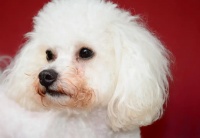 宠物泪痕是病吗？哪些情况必须内服调理