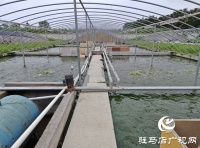 平舆县清河街道冯寨社区：龟鳖养殖孵出致富“金蛋”