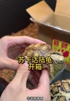 俄罗斯陆龟——萌宠之选（品种特点）