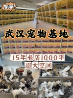 武汉网上买宠物猫狗可靠吗，这里同城实体老店宠物健康源头看得见