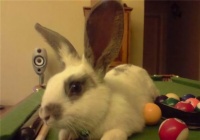 维兰特兔 – 猫网