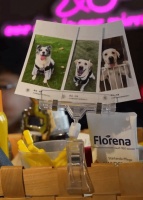 上海狗狗都上起幼稚园了 98元/日起 还有人买“学区房”