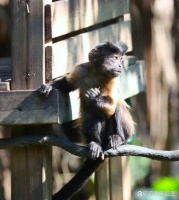 属猴水命养什么动物 属猴水命女孩名字推荐