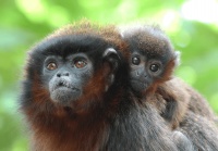 白领伶猴小知识，快来了解一下~