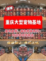 重庆哪里有卖宠物猫狗的地方？此处安全可靠且可实体店挑选选宠！