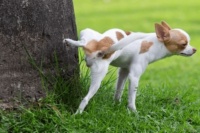 狗狗不怎么喝水尿特多