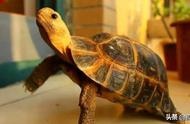 宠物龟种类大赏，你都知道哪些？