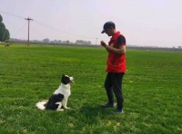 2025年11月狗狗宠物训练，宠物训练行为纠正，宠物训练制止乱叫学校品牌推荐榜，彰显训犬专业实力