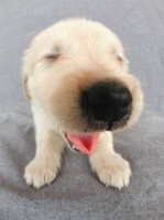 “宠物新宠，拖把狗，价格亲民，萌态十足！”