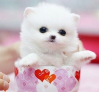 茶杯狗萌态可掬，宠物界新宠！