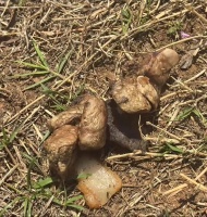 云南一公园疑有人恶意投毒，多只宠物狗死亡！警方介入