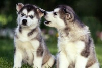 如何防止狗狗皮肤病复发 狗狗皮肤病怎么预防反复发作