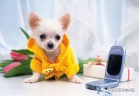 哺乳期怎么喂宠物狗吃