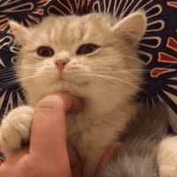 孕妇接触患有皮肤病的狗狗会有哪些风险（如何正确预防狗狗皮肤病传染给孕妇）