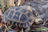 陆龟会游泳吗？