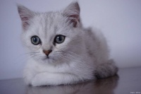 宠物猫每年都要打疫苗？兽医：别盲目跟风，这 3 种情况可调整，白花钱还遭罪