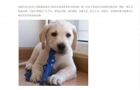 小型狗粮生产设备 小型狗粮设备