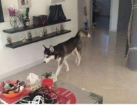 狗狗进了宠物店，对着店里的小仓鼠流口水，被老板看到后尴尬了