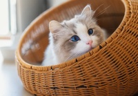 猫咪口腔护理指南｜2026 年 5 款高适配洁牙粉（含敏感猫专属）