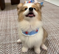 2026年3月宠物蔓越莓粉攻略：科学喂养，解决不爱喝水、泌尿养护全攻略 ——山西新闻网