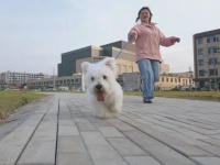 花海休闲+萌宠互动！铁西区鞍心宠乐园打造鞍山宠物经济新地标