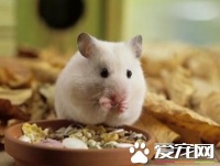 仓鼠的清淡饭怎么搭配