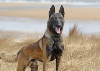 马犬的品种详细介绍~