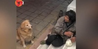 流浪大叔带馒头喂宠物店狗狗，店主做法很暖心：互相治愈的美好！