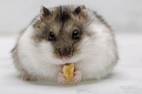 养仓鼠 1 年慌了：它眼睛睁不开？别硬掰！可能是结膜炎或上火在搞鬼