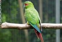 鸟类小科普：赤褐腹锥尾鹦鹉会不会说话？