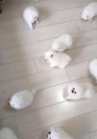 博美孕狗营养食谱，养出健康小宝宝！