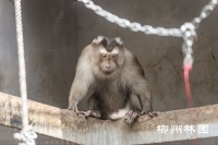 【动物园】长着“猪尾巴”的猴子
