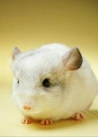 宠物龙猫价格大揭秘？国内宠物龙猫市场价格指南