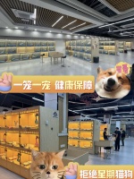 常州附近买狗狗的地方？这里自有稳定繁育基地宠物健康知根知底更放心