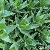 [不夜城批发]不夜城芦荟，源头货源批发价格1.5元/棵