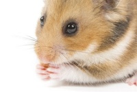 什么可以代替仓鼠磨牙棒（啥东西）