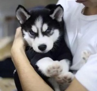 哈士奇20天健康食谱，创新宠物饮食