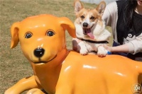 福田宠物乐园，高端宠物护理，您是否想了解我们的特色服务？