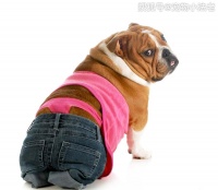 很多人都认为，帮狗妈妈做产检，完全就是浪费钱？真的是这样吗！