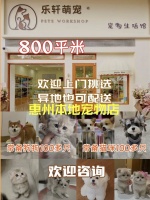 惠州哪里有卖宠物猫狗的地方，这里实体老店敢质保每只宠物都包健康。