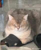 家猫半夜总爱溜走？可能不是发情，而是去参加社交茶话会了