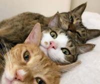 猫咪的社交行为有哪些?铲屎官看看,你家猫咪把你纳入社交圈了吗