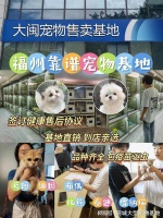 福州买猫咪应该去哪里，福州这家实体老店买的放心，有安全保障