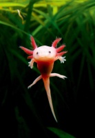 给两栖爬行动物拍摄肖像