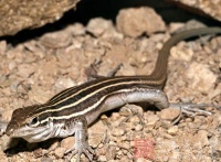 宠物蜥蜴品种大全，中国的蜥蜴品种大全